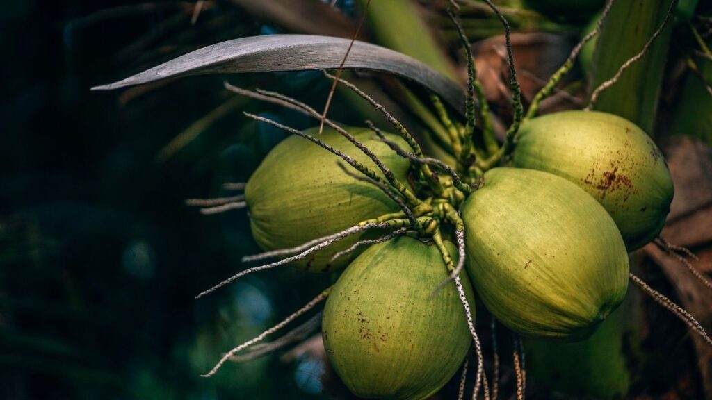 Coconut in Hindi
