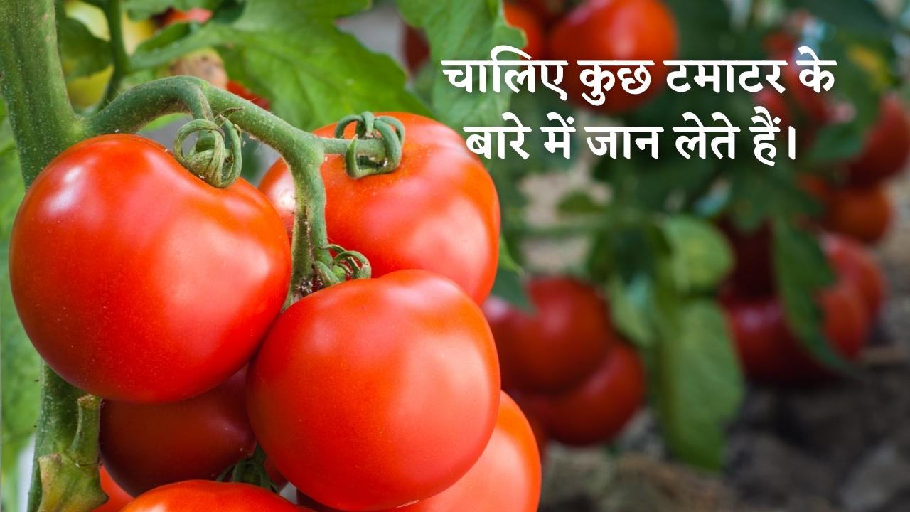 Tomato in Hindi