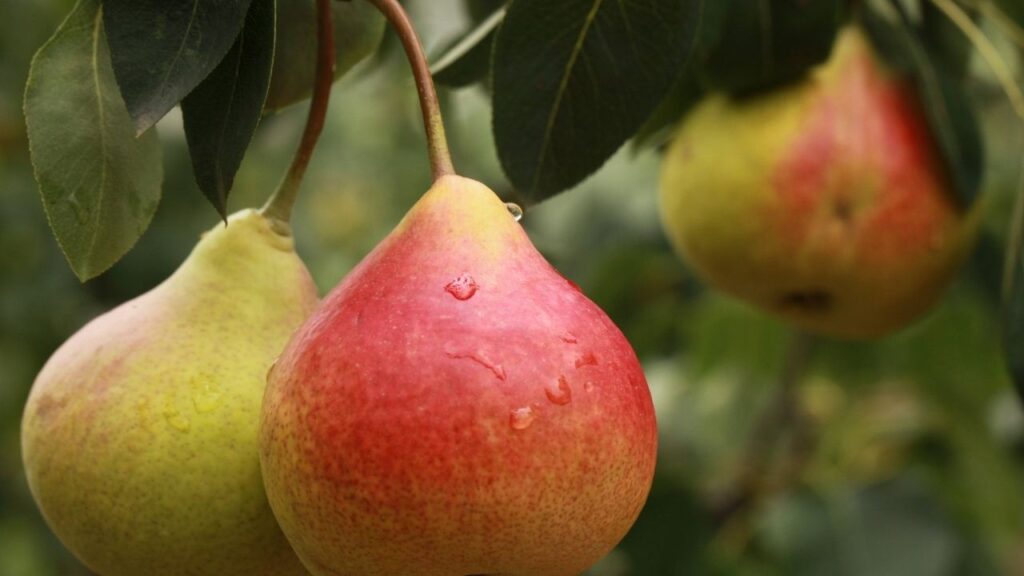 pear in Hindi