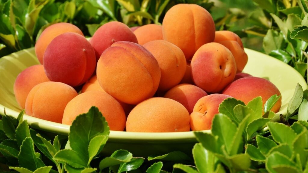 Apricot in Hindi