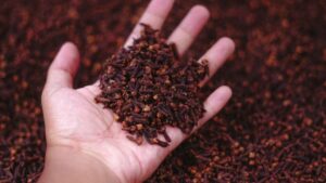 Cloves (Laung) in Hindi | 