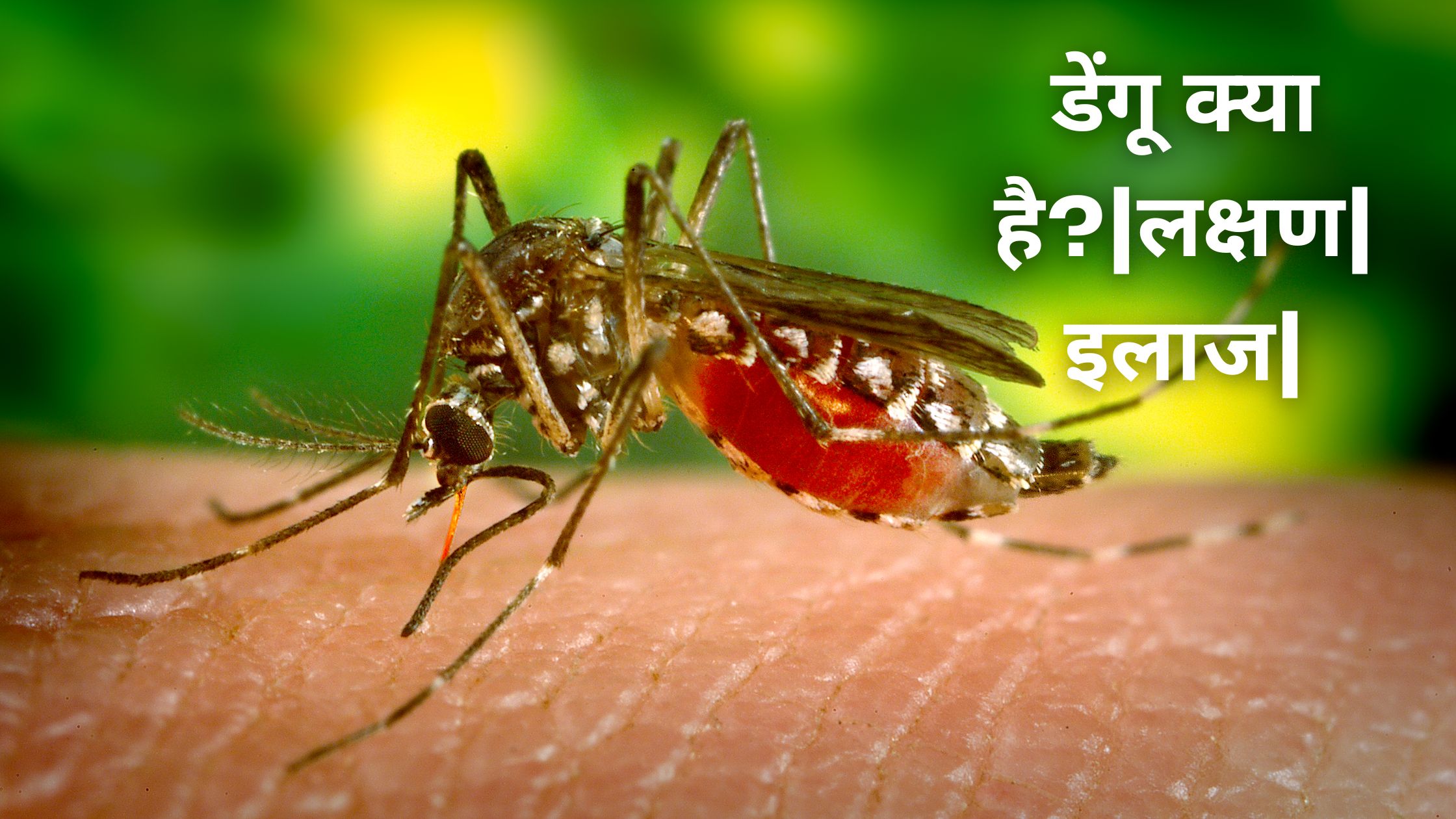 डेंगू मच्छर | डेंगू क्या है| लक्षण | इलाज | आबादी | रोकथाम